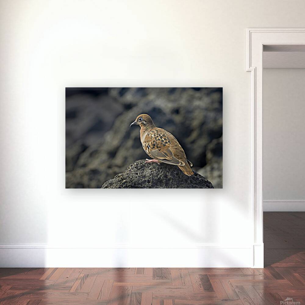 Galapagos Dove Zenaida galapagoensis on lava Urbina Bay Isabela Island Galapagos Islands Ecuador Reproduction
