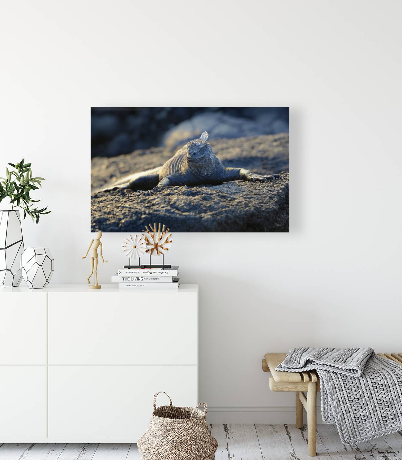 Marine Iguana at sunset Amblyrhynchus cristatus Punta Espinosa Fernandina Island Galapagos Islands Ecuador Reproduction