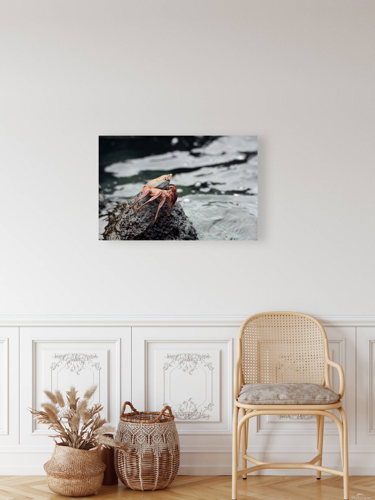 Sally Lightfoot crab Grapsus grapsus Urbina Bay Isabela Island Galapagos Islands Ecuador Reproduction