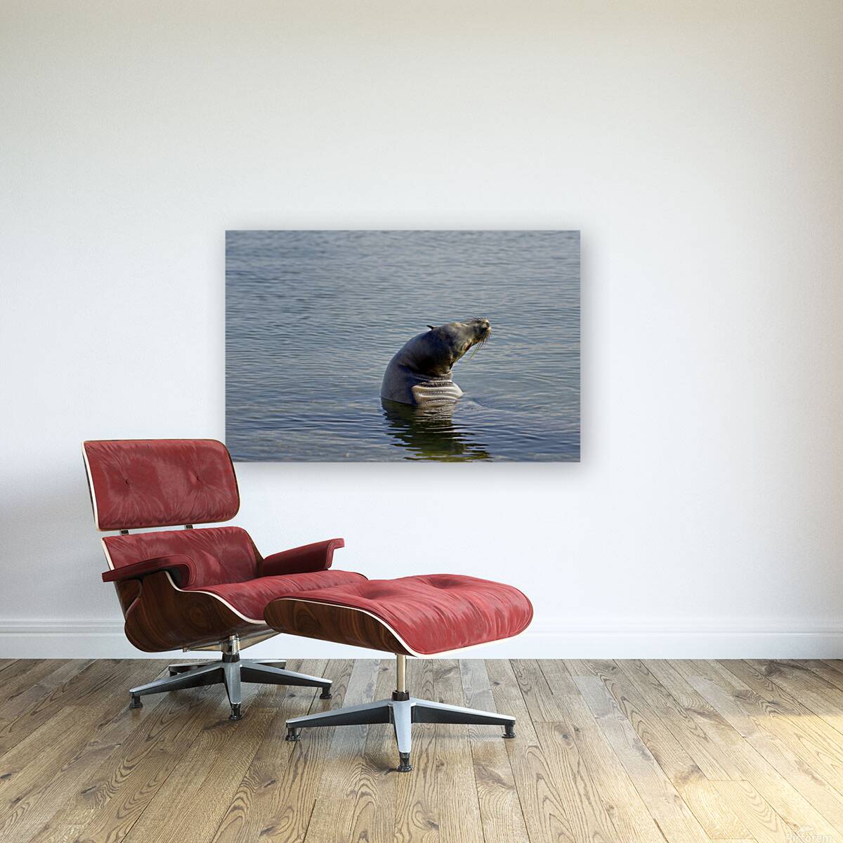 Galapagos sea lion Zalophus wollebaeki stretching Punta Espinosa Fernandina Island Galapagos Islands Ecuador Reproduction