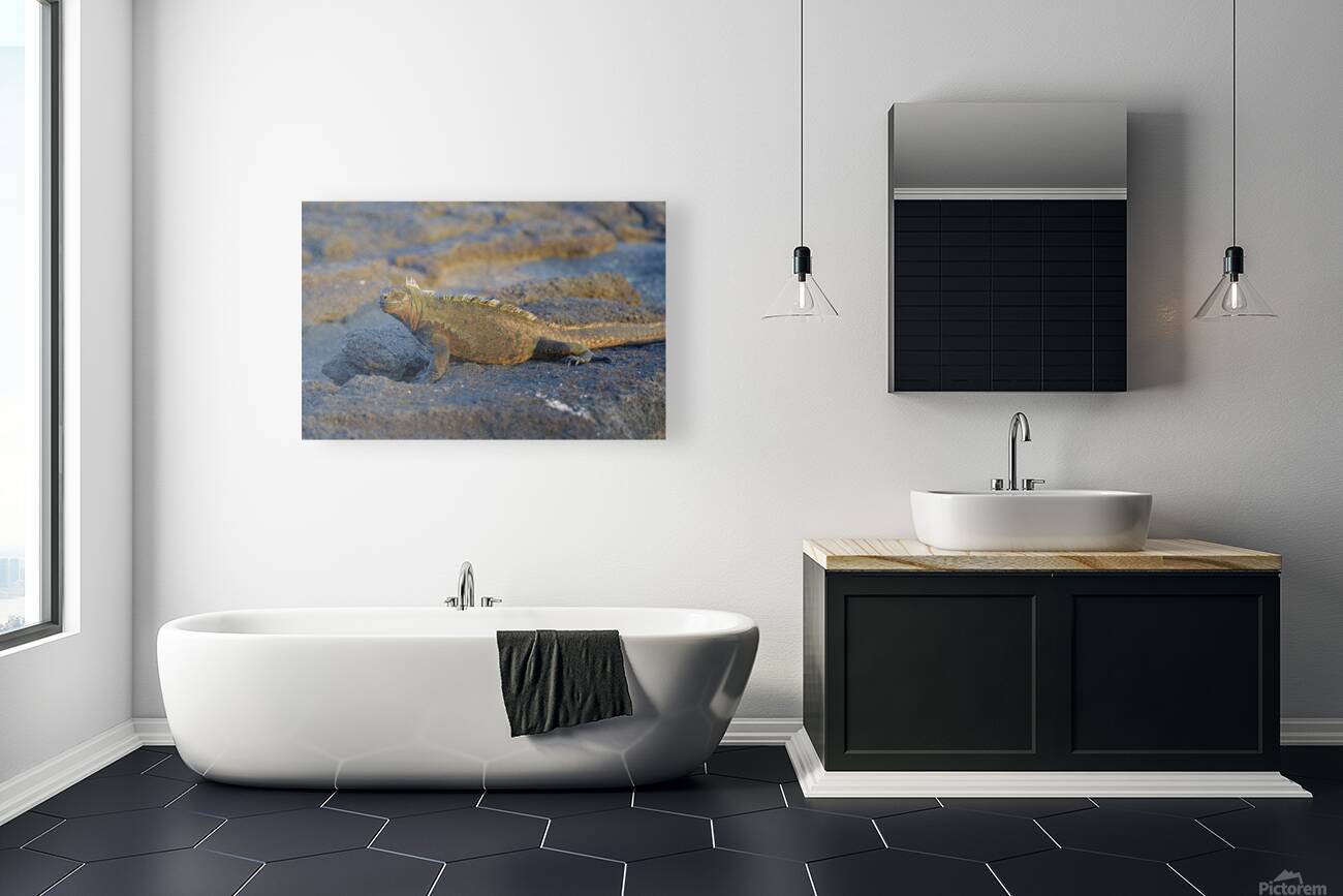 Marine Iguana Amblyrhynchus cristatus at sunset with beautiful coloring Punta Espinosa Fernandina Island Galapagos Islands Ecuador Reproduction