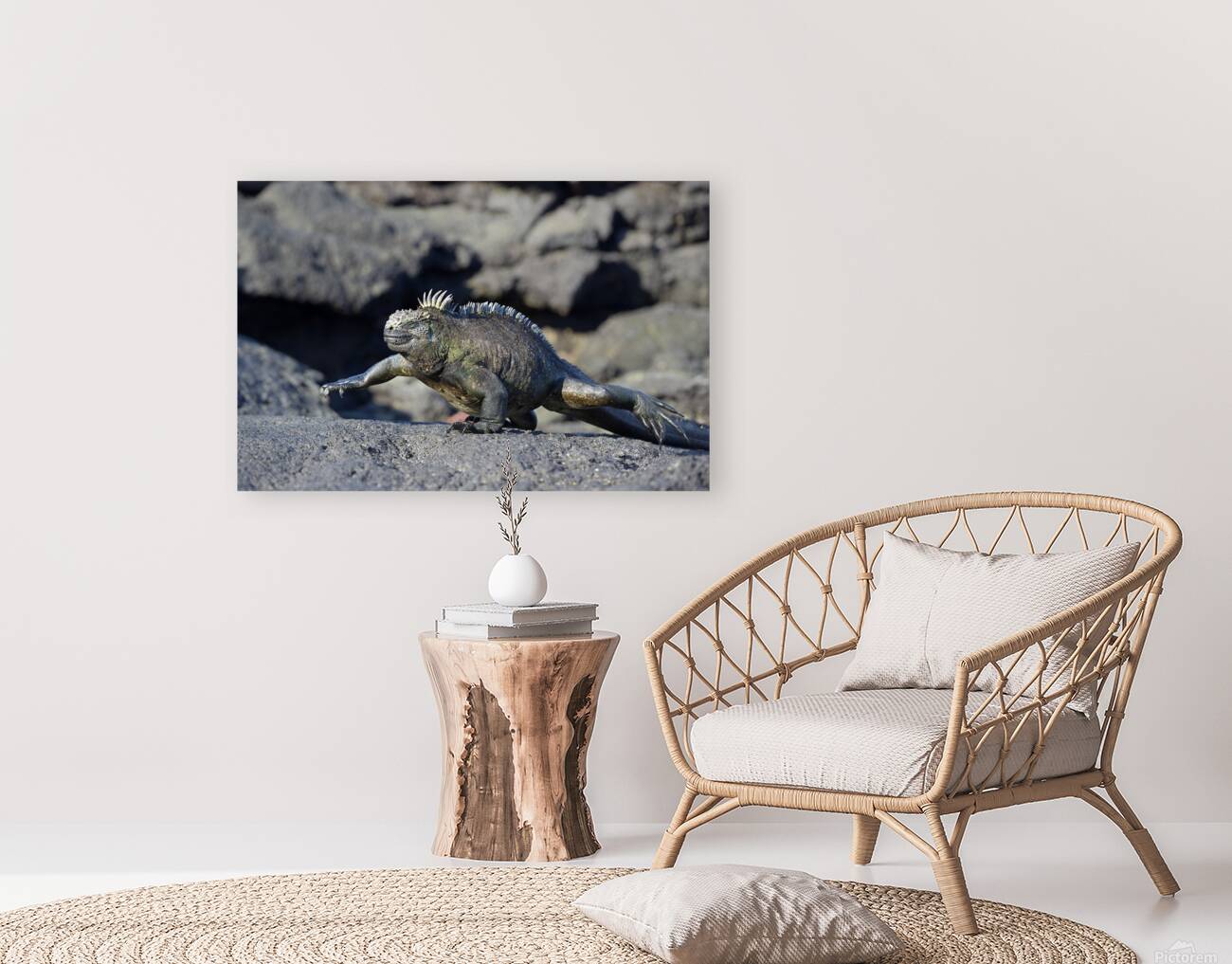 Marine Iguana Amblyrhynchus cristatus walking Punta Espinosa Fernandina Island Galapagos Islands Ecuador Reproduction