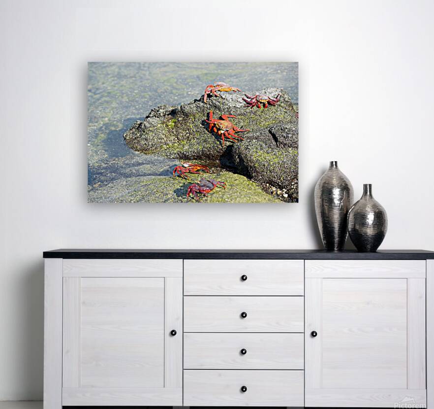 Sally Lightfoot crab - Punta Espinosa Fernandina Island - Galapagos Islands Reproduction