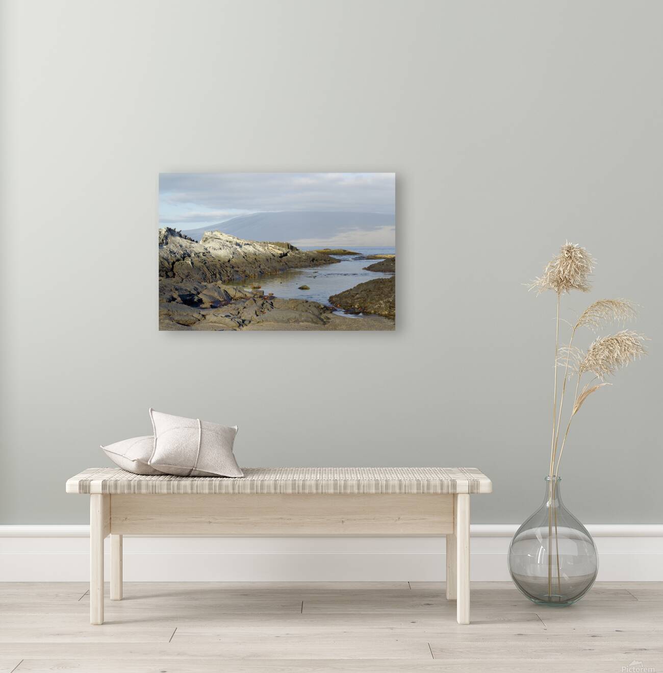 Sally lightfoot crabs on a rocky beach at Punta Espinosa Fernandina Island Galapagos Islands Ecuador
 Reproduction