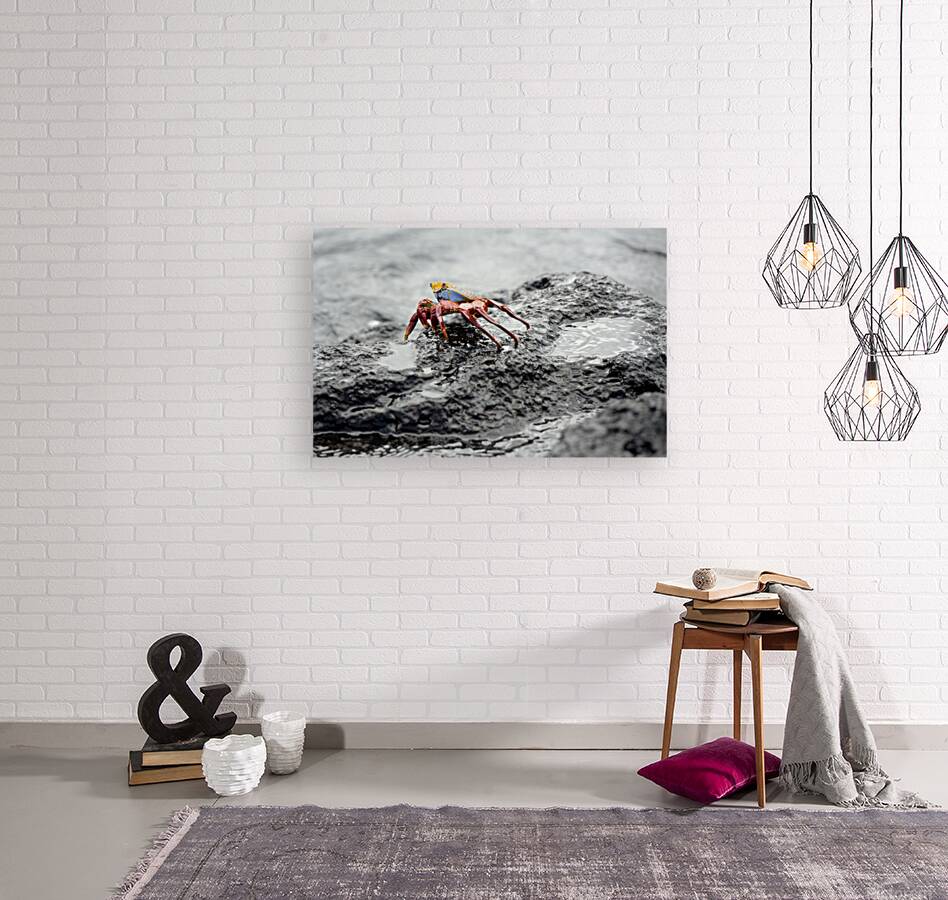 Sally Lightfoot crab Grapsus grapsus Urbina Bay Isabela Island Galapagos Islands Ecuador Reproduction