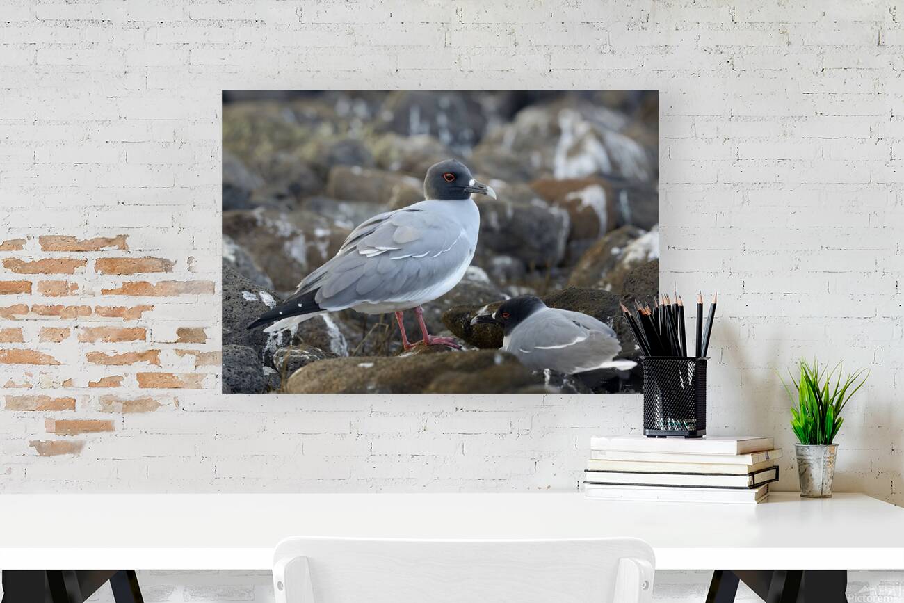 Swallow tailed Gulls Creagrus furcatus North Seymour Island Galapagos Islands Ecuador
 Reproduction