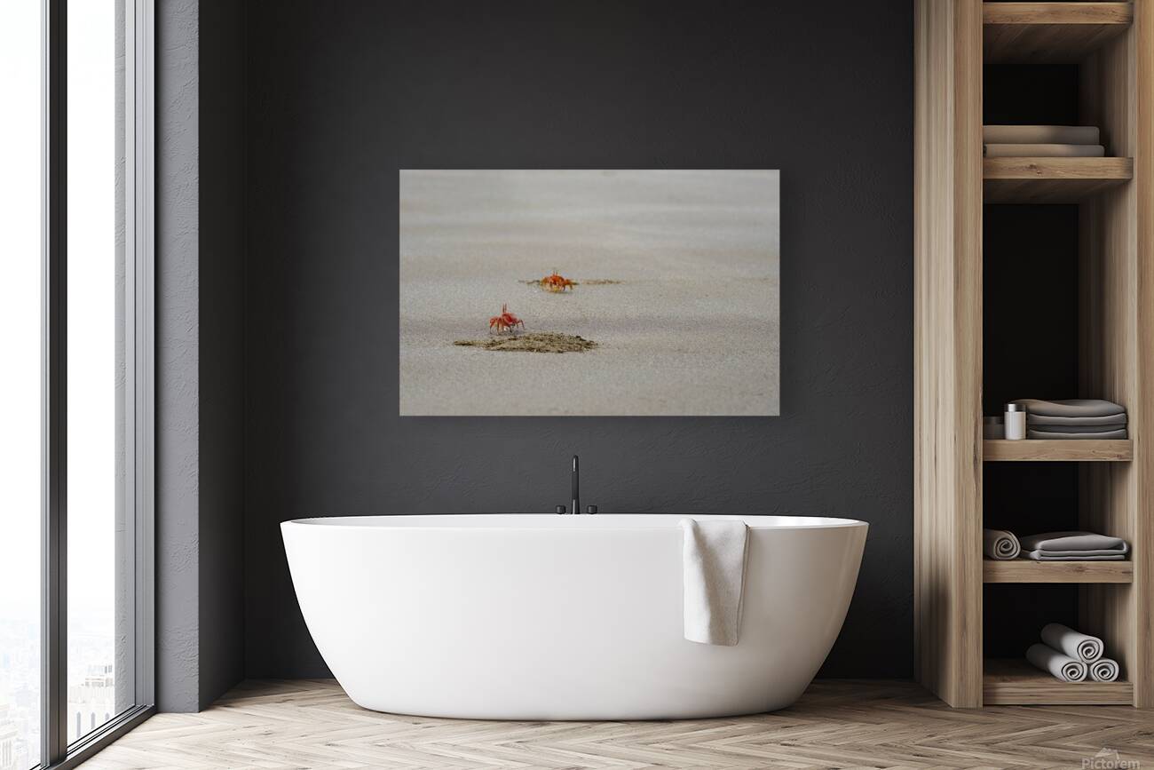 Ghost crabs Ocypode Gaudichaudii and burrows on Espumilla Beach Santiago Island Galapagos Islands Ecuador
 Reproduction