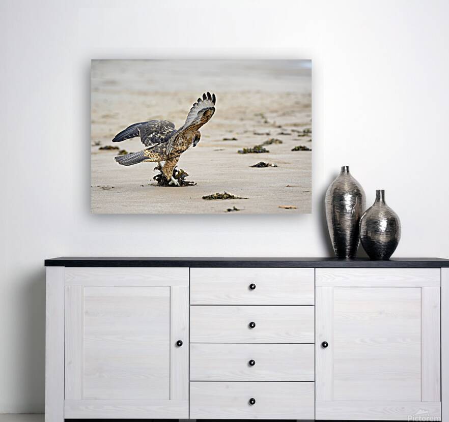 Galapagos Hawk Buteo galapagoensis landing on Espumilla Beach Santiago Island Galapagos Islands Ecuador
 Reproduction