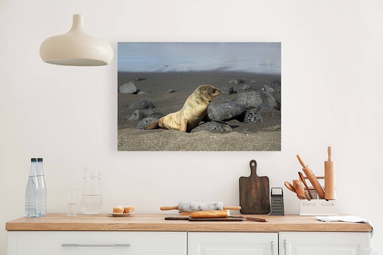 Gal?pagos sea lion Zalophus wollebaeki pup Puerto Egas Santiago Island Galapagos Islands Ecuador Reproduction