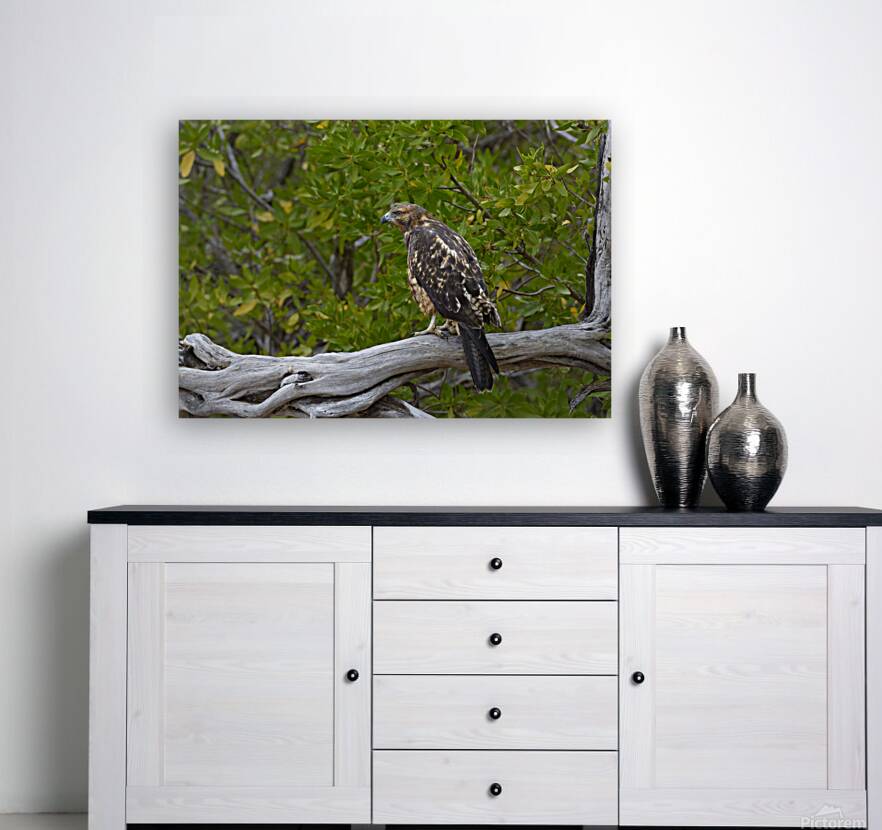 Galapagos Hawk Buteo galapagoensis Espumilla Beach Santiago Island Galapagos Islands Ecuador
 Reproduction