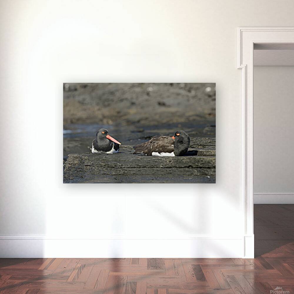 American Oystercatchers Haematopus palliatus sitting on lava Puerto Egas Santiago Island Galapagos Islands Ecuador
 Reproduction