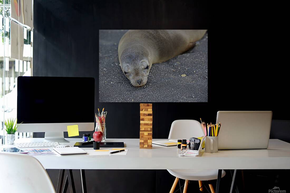 Galapagos sea lion Zalophus wollebaeki Puerto Egas Santiago Island Galapagos Islands Ecuador Reproduction