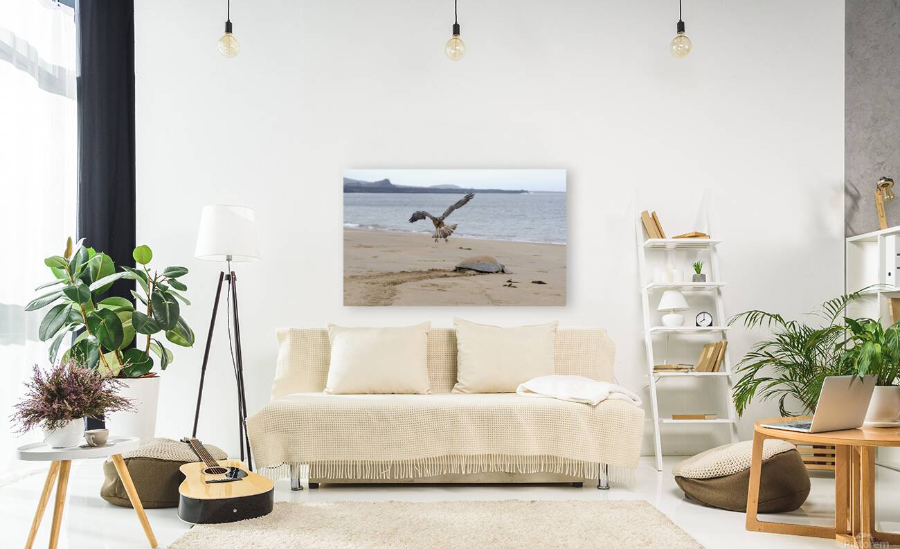 Galapagos Hawk Buteo galapagoensis flying above a Galapagos green turtle Playa Espumilla Santiago Island Galapagos Islands Ecuador
 Reproduction