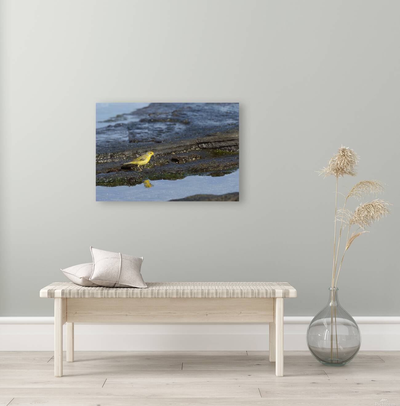 Yellow Warbler Dendroica petechia aureola Puerto Egas Santiago Island Galapagos Islands Ecuador
 Reproduction