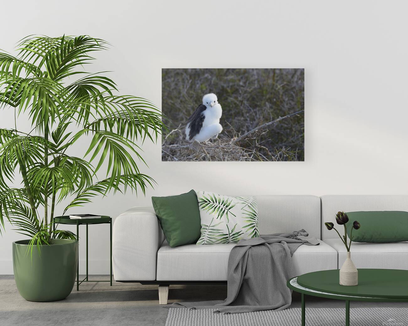 Magnificent Frigatebird Fregata magnificens chick sitting on nest North Seymour Island Galapagos Islands Ecuador
 Reproduction