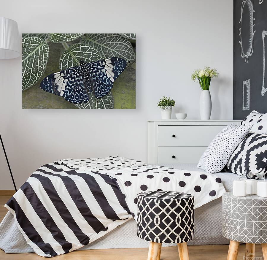 Hamadryas amphinome butterfly at the La Selva Jungle Lodge  Amazon Ecuador Reproduction