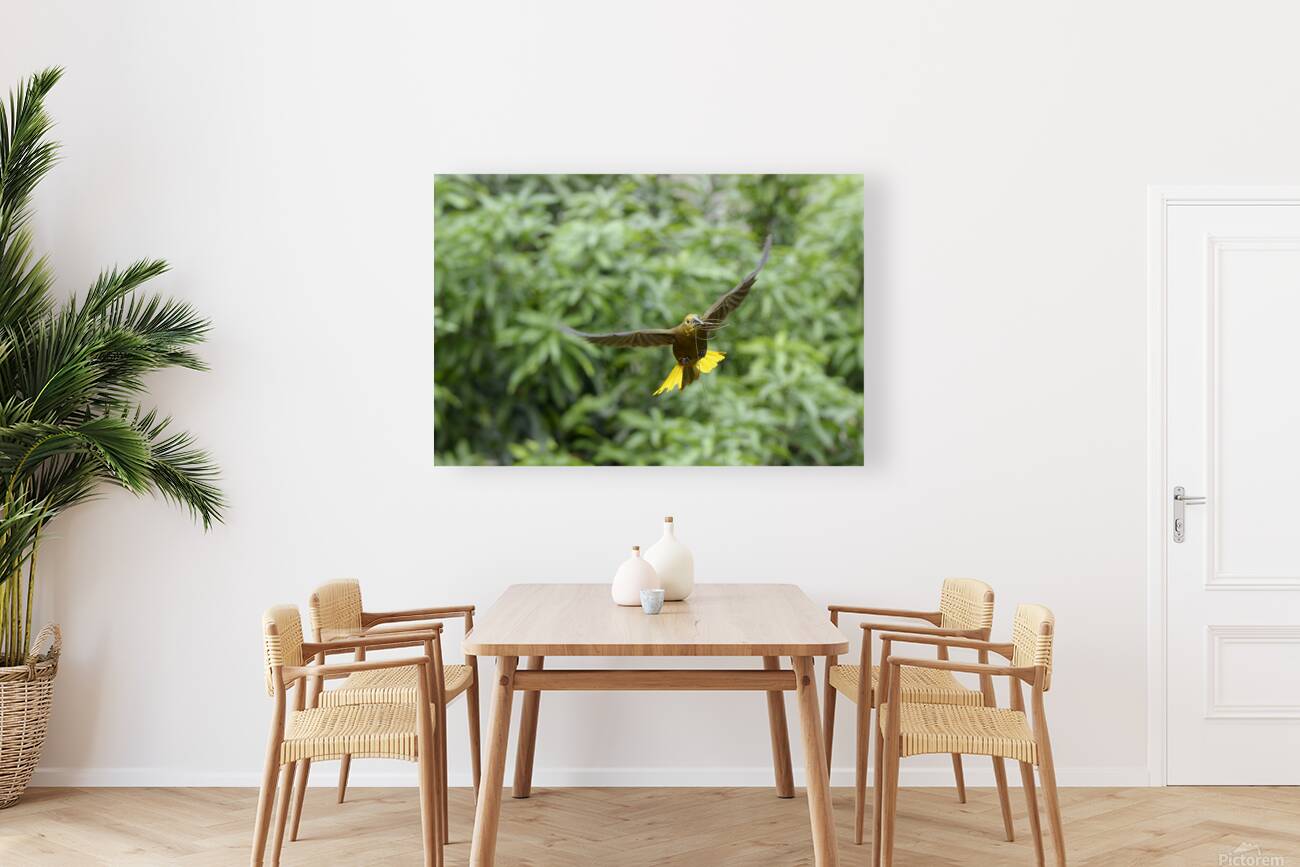 Russet backed oropendola Psarocolius angustifrons
 Reproduction