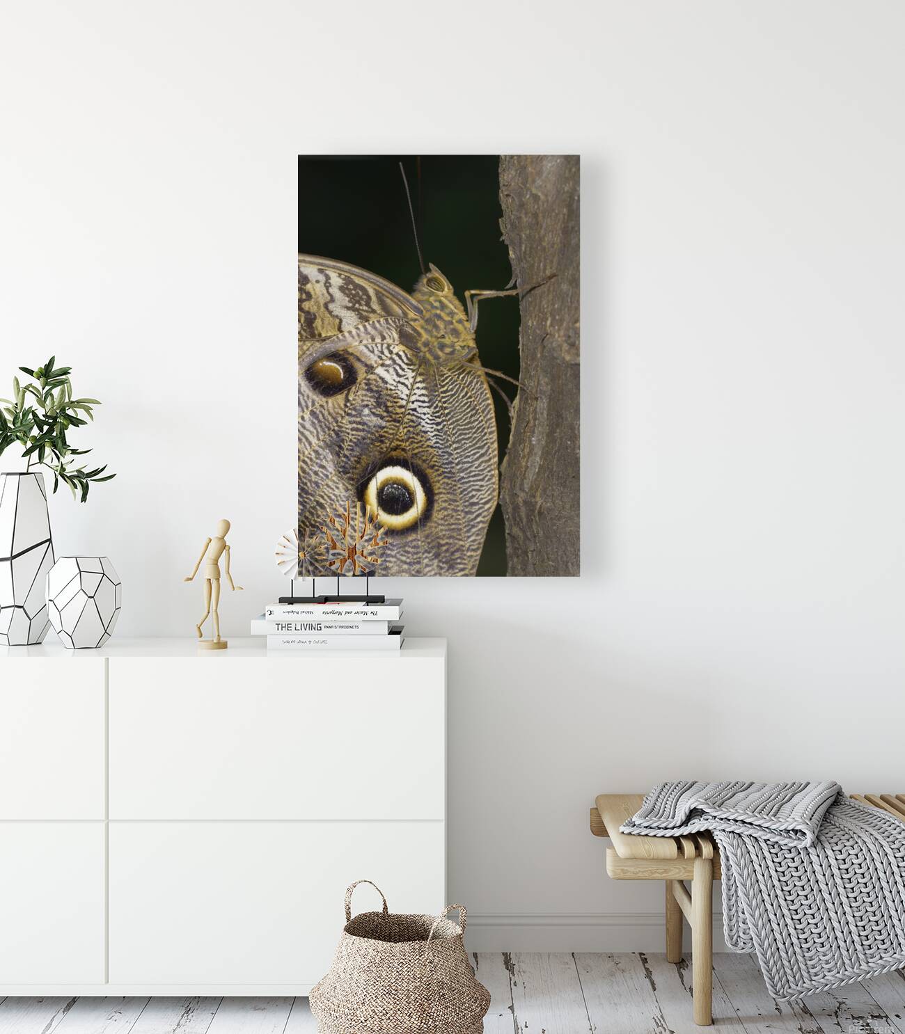 Owl butterfly Caligo idomeneus in the Amazon rainforest Amazon Ecuador Reproduction