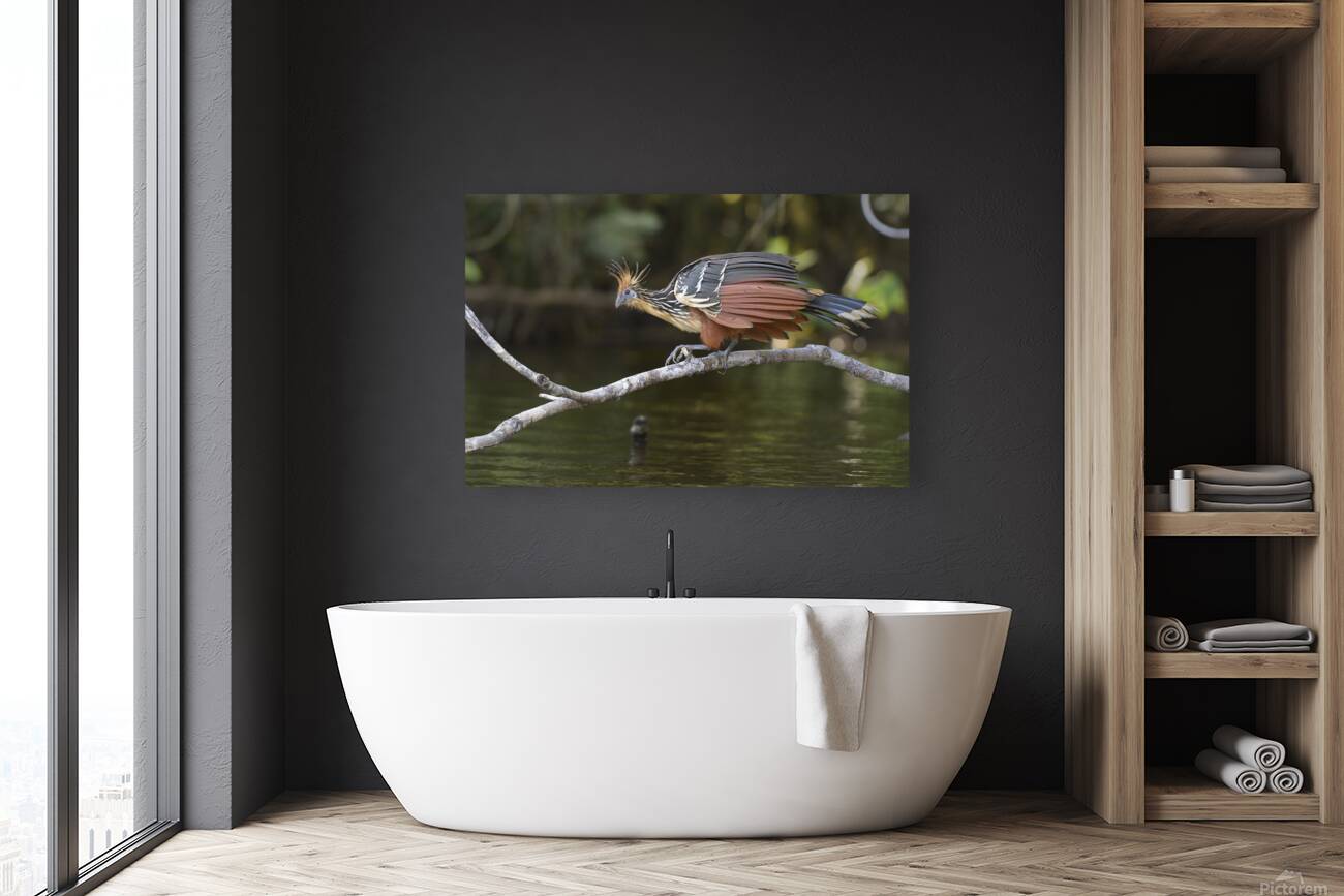 Hoatzin Opisthocomus hoazin on a branch over Lake Garzacocha La Selva Jungle Eco Lodge Amazon Basin Ecuador
 Reproduction