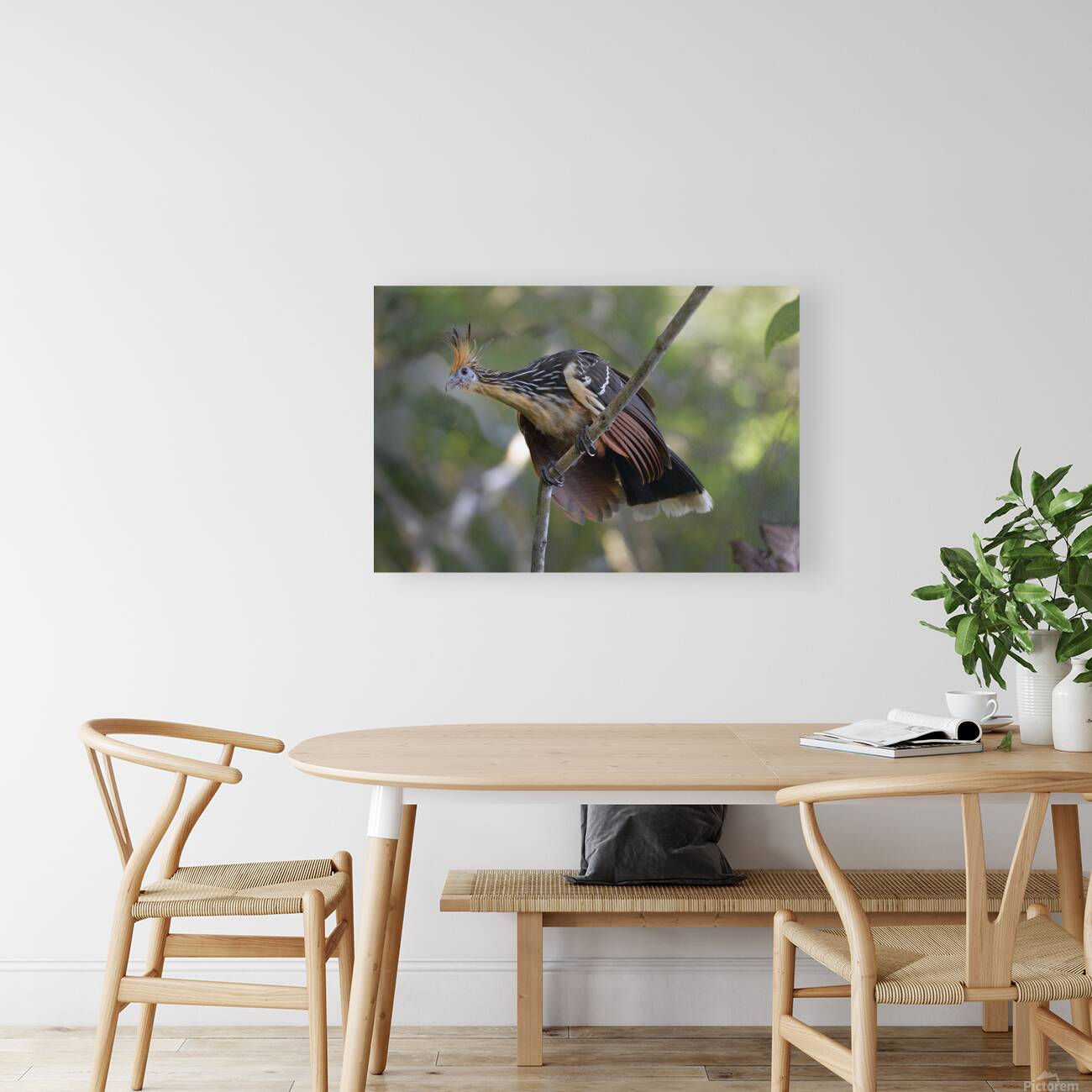 Hoatzin Opisthocomus hoazin on a branch La Selva Jungle Eco Lodge Amazon Basin Ecuador
 Reproduction