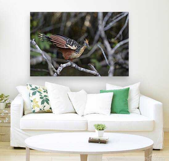 Hoatzin Opisthocomus hoazin on a branch over Lake Garzacocha La Selva Jungle Eco Lodge Amazon Basin Ecuador
 Reproduction