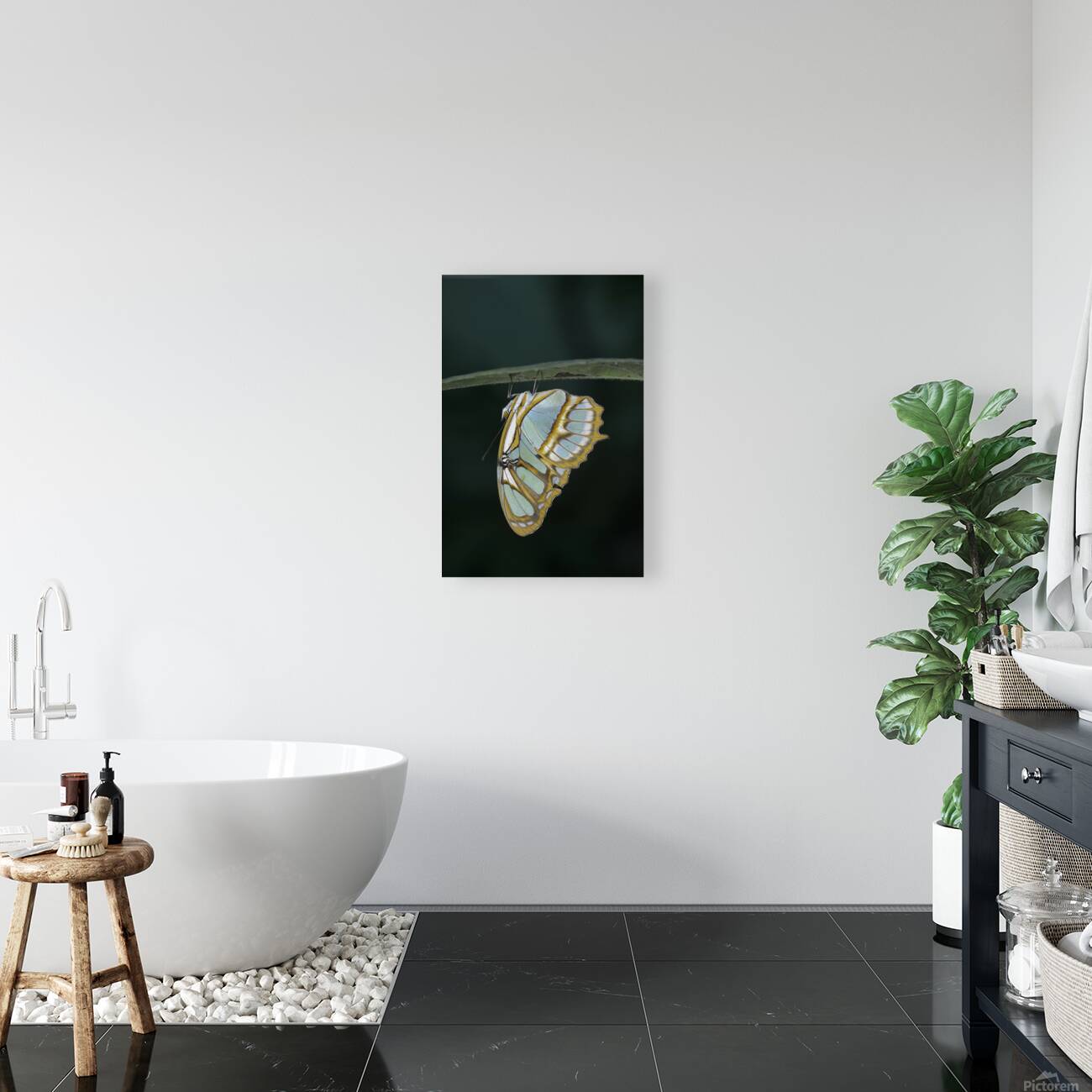 Butterfly at the La Selva Jungle Lodge butterfly farm Amazon Ecuador Reproduction