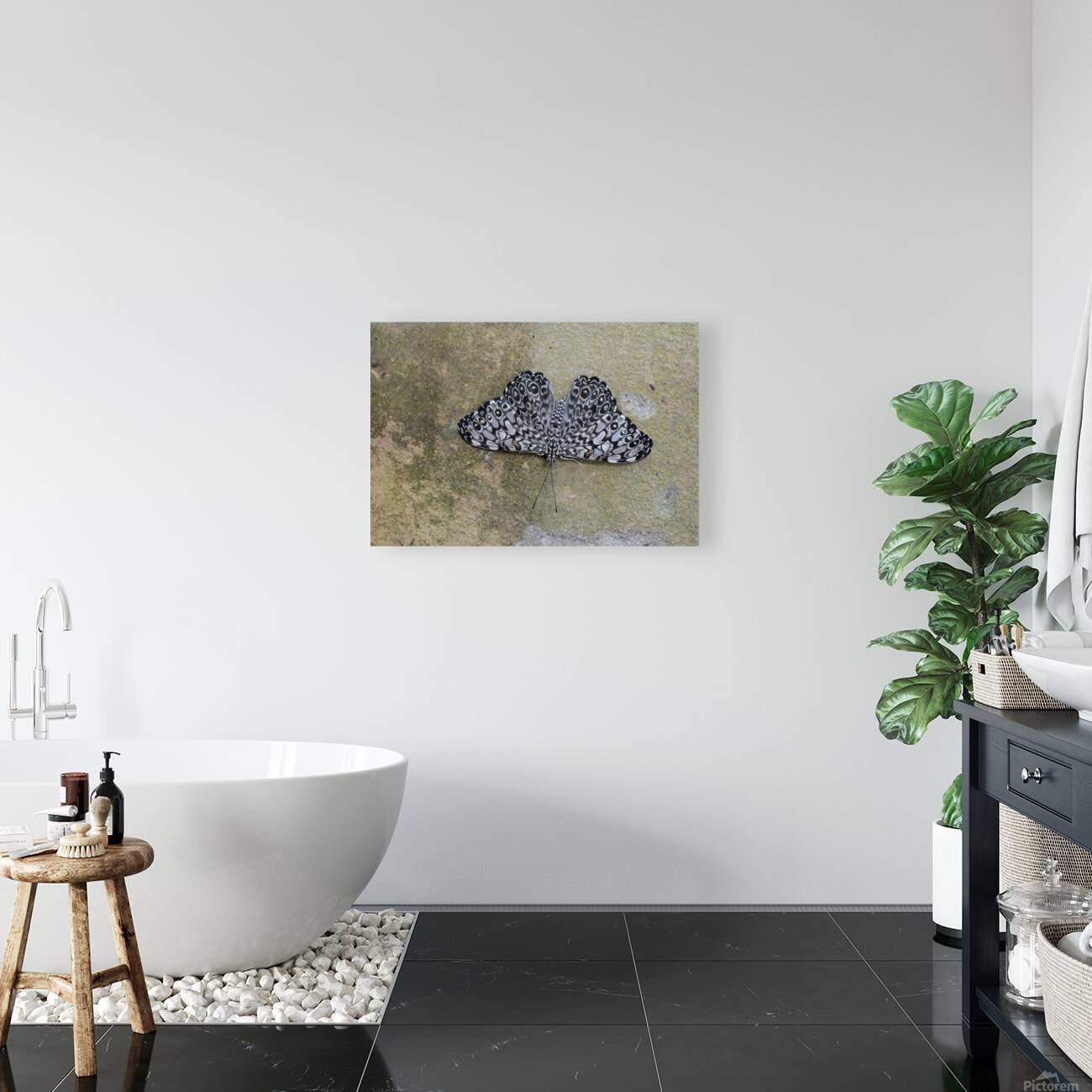 Feronia Cracker  Butterfly Hamadryas feronia Amazon Ecuador Reproduction