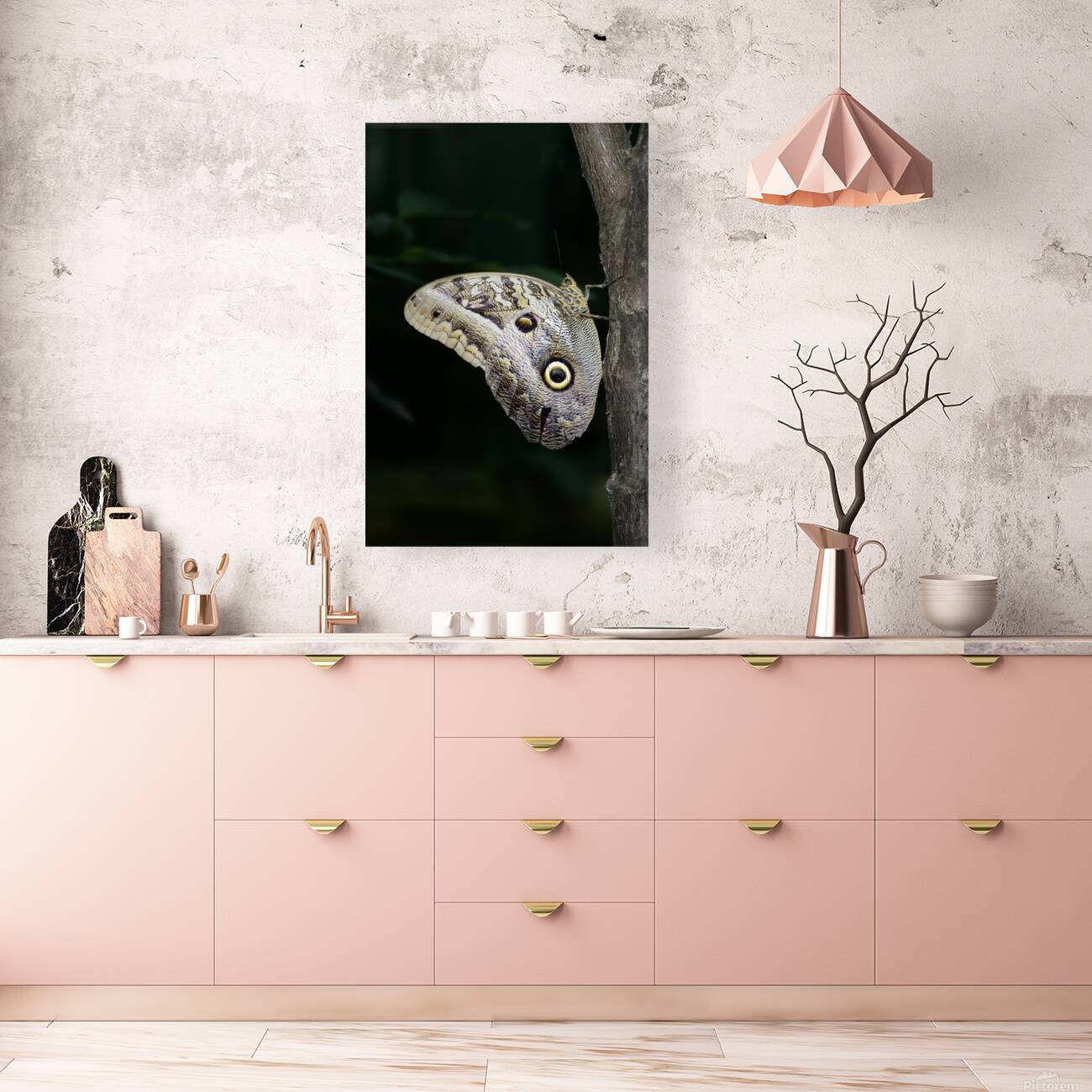 Owl butterfly Caligo idomeneus at the La Selva Jungle Lodge  Amazon Ecuador Reproduction