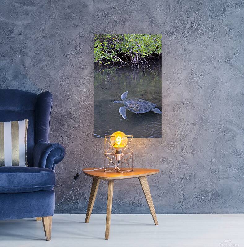 Galapagos green turtle Chelonia mydas agassisi Elizabeth Bay Isabela Island Galapagos Islands Ecuador Reproduction