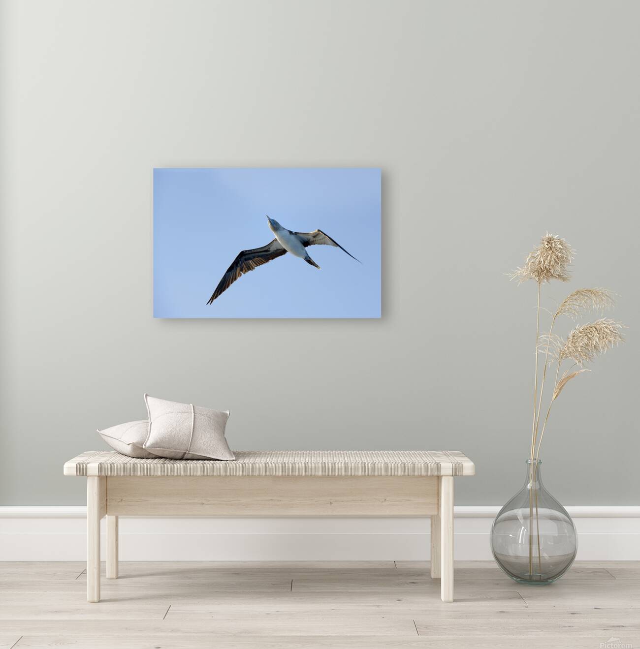 Blue footed Booby Sula nebouxii Punta Moreno Isabela Island Galapagos Islands Ecuador Reproduction