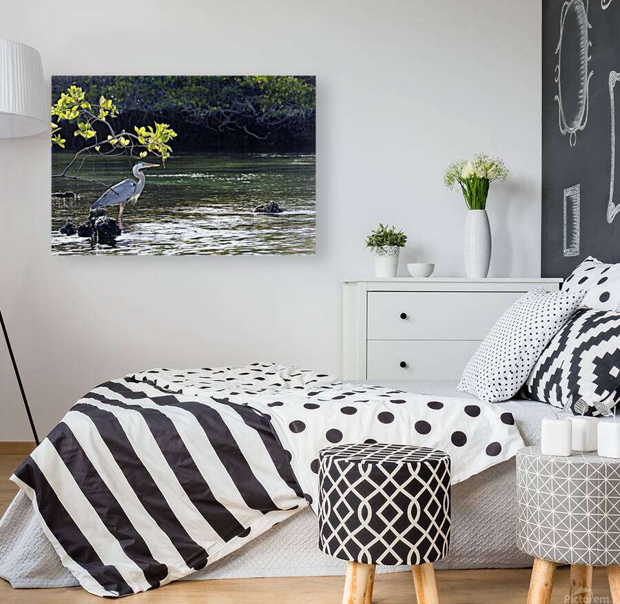 Great Blue Heron Ardea herodias Elizabeth Bay Isabela Island Galapagos Islands Ecuador Reproduction