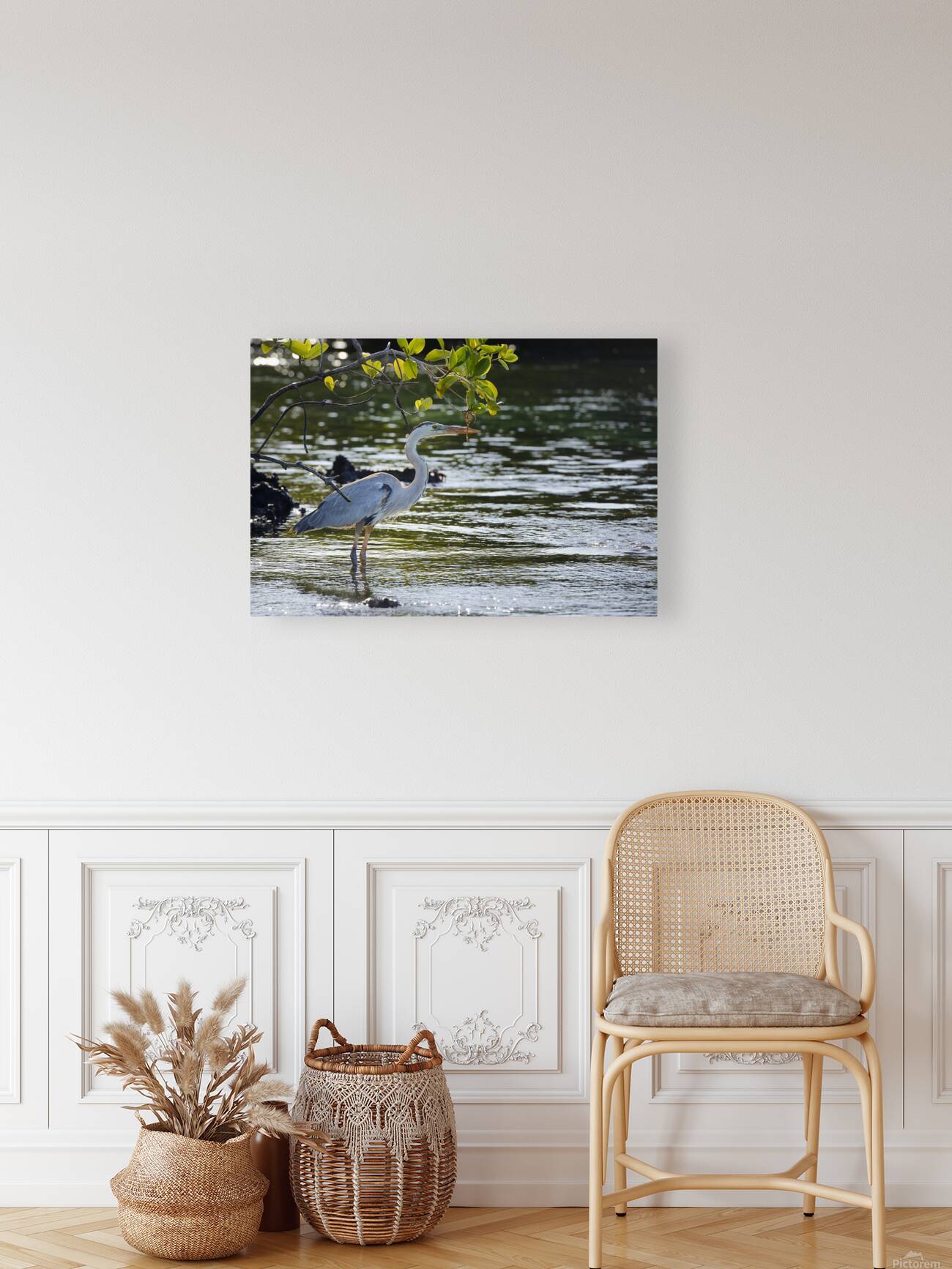 Great Blue Heron Ardea herodias Elizabeth Bay Isabela Island Galapagos Islands Ecuador Reproduction