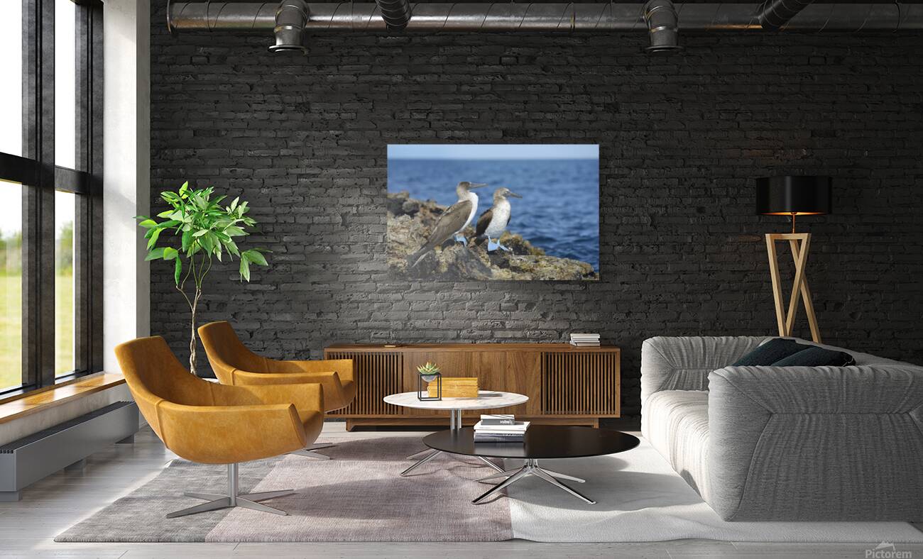 Blue footed Booby Sula nebouxii Punta Moreno Isabela Island Galapagos Islands Ecuador Reproduction