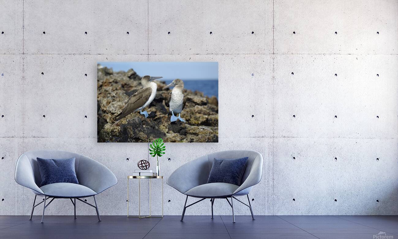 Blue footed Booby Sula nebouxii Punta Moreno Isabela Island Galapagos Islands Ecuador Reproduction