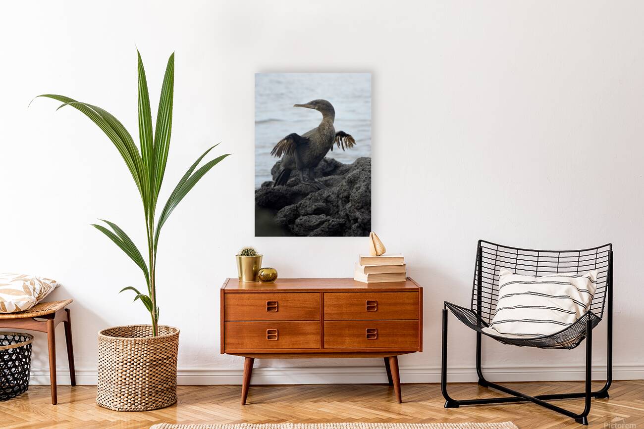 Flightless Cormorant or Galapagos Cormorant Phalacrocorax harrisi Urbina Bay Isabela Island Galapagos Islands Ecuador Reproduction