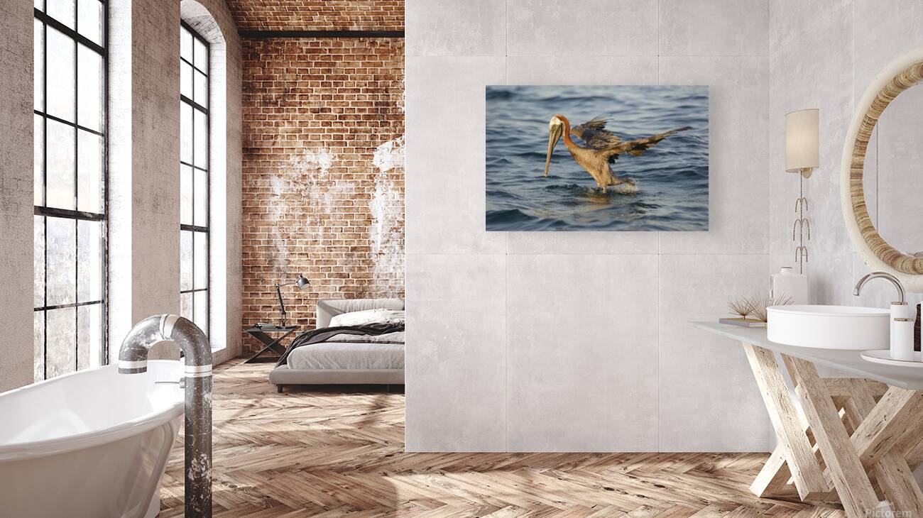 Brown Pelican Pelecanus occidentalis Elizabeth Bay Isabela Island Galapagos Islands Ecuador Reproduction