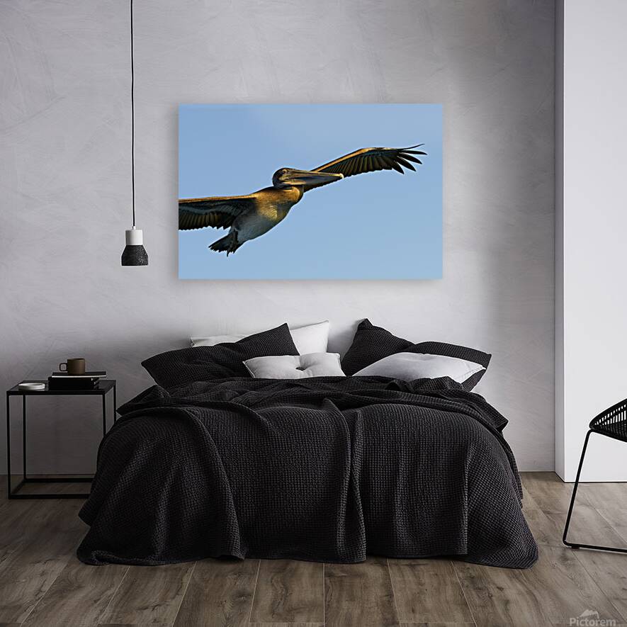 Brown Pelican Pelecanus occidentalis Elizabeth Bay Isabela Island Galapagos Islands Ecuador Reproduction