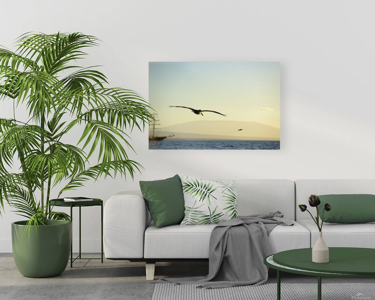 Brown Pelican Pelecanus occidentalis Elizabeth Bay Isabela Island Galapagos Islands Ecuador Reproduction