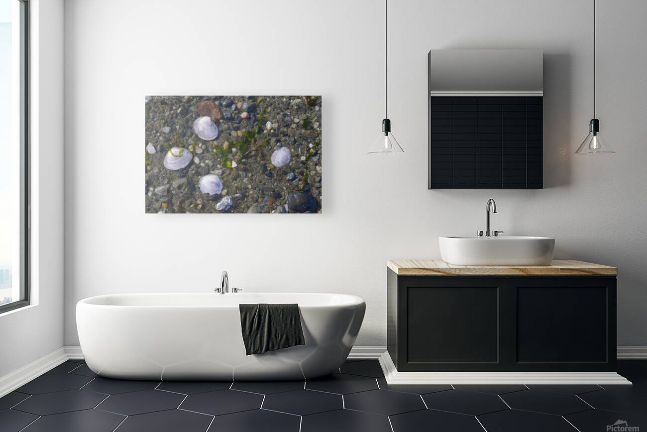 Sea shells - Spencer Spit  Reproduction