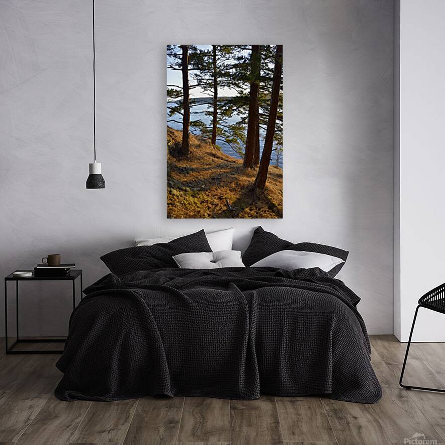 Fir trees on a grassy hillside. James Island Reproduction