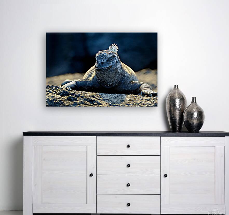 Marine Iguana perched on the rocks Punta Espinosa Reproduction