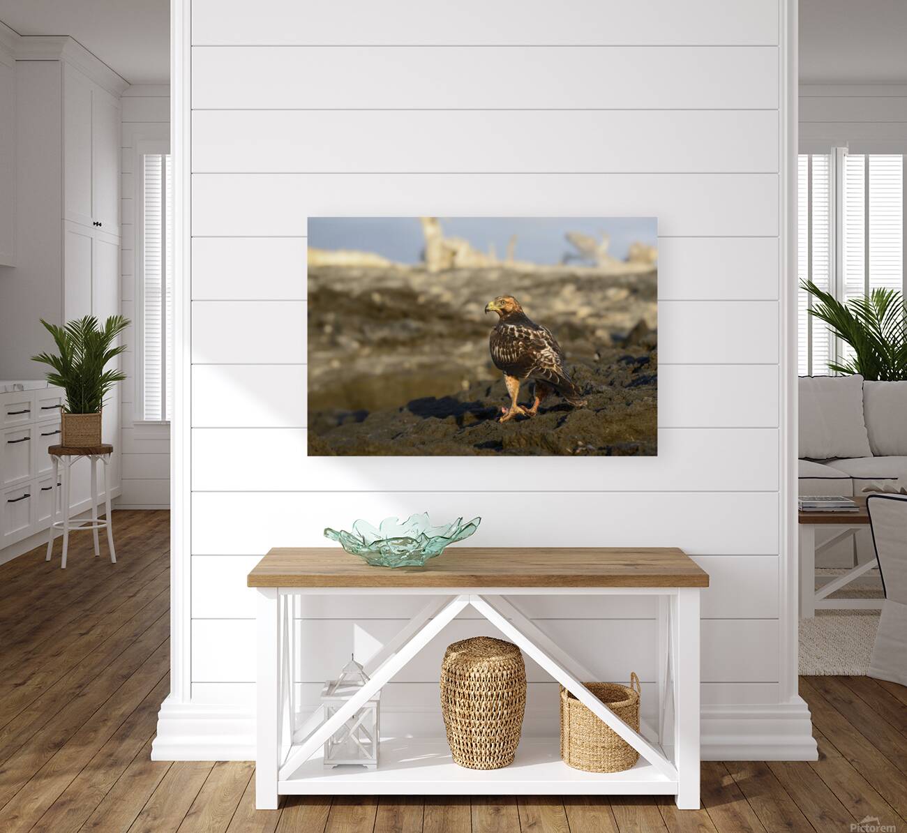 Galapagos Hawk Buteo galapagoensis perched on lava Reproduction