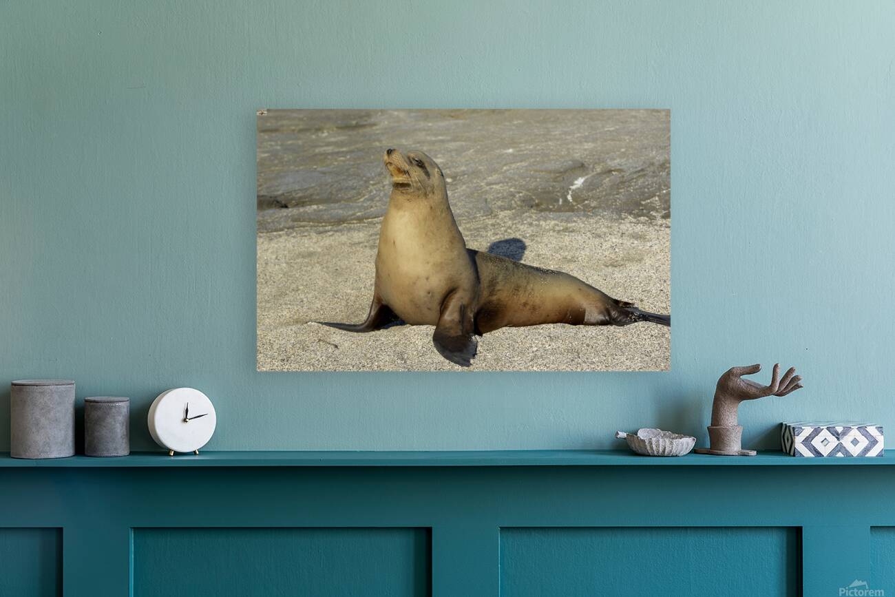 KO EC 13710 Reproduction