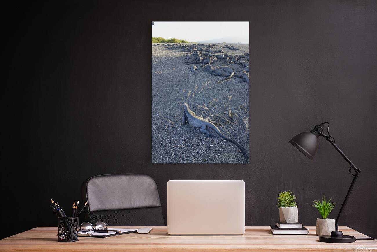 Group of Marine Iguanas on the sand. Punta Espinosa. Fernandina Island. Galapagos Islands. Ecuador Reproduction