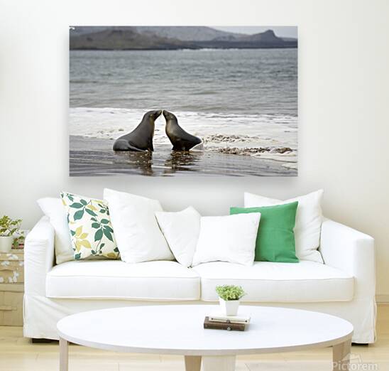 Galapagos sea lions Zalophus wollebaeki playing in the waves on Playa Espumilla. Santiago Island. Galapagos Islands. Ecuador Reproduction