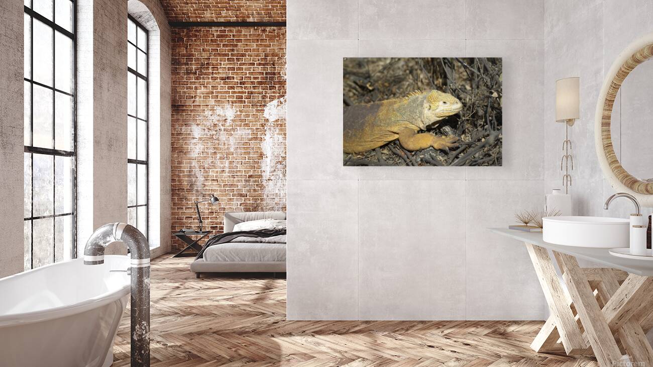 Galapagos land iguana. Isabela Island. Galapagos Islands. Ecuador Reproduction