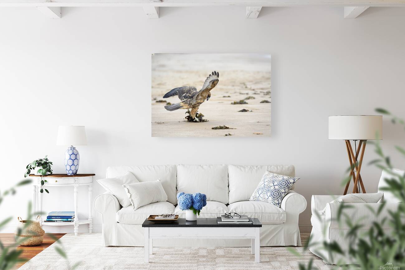 Galapagos Hawk landing on Espumilla Beach. Santiago Island. Galapagos Islands. Ecuador Reproduction