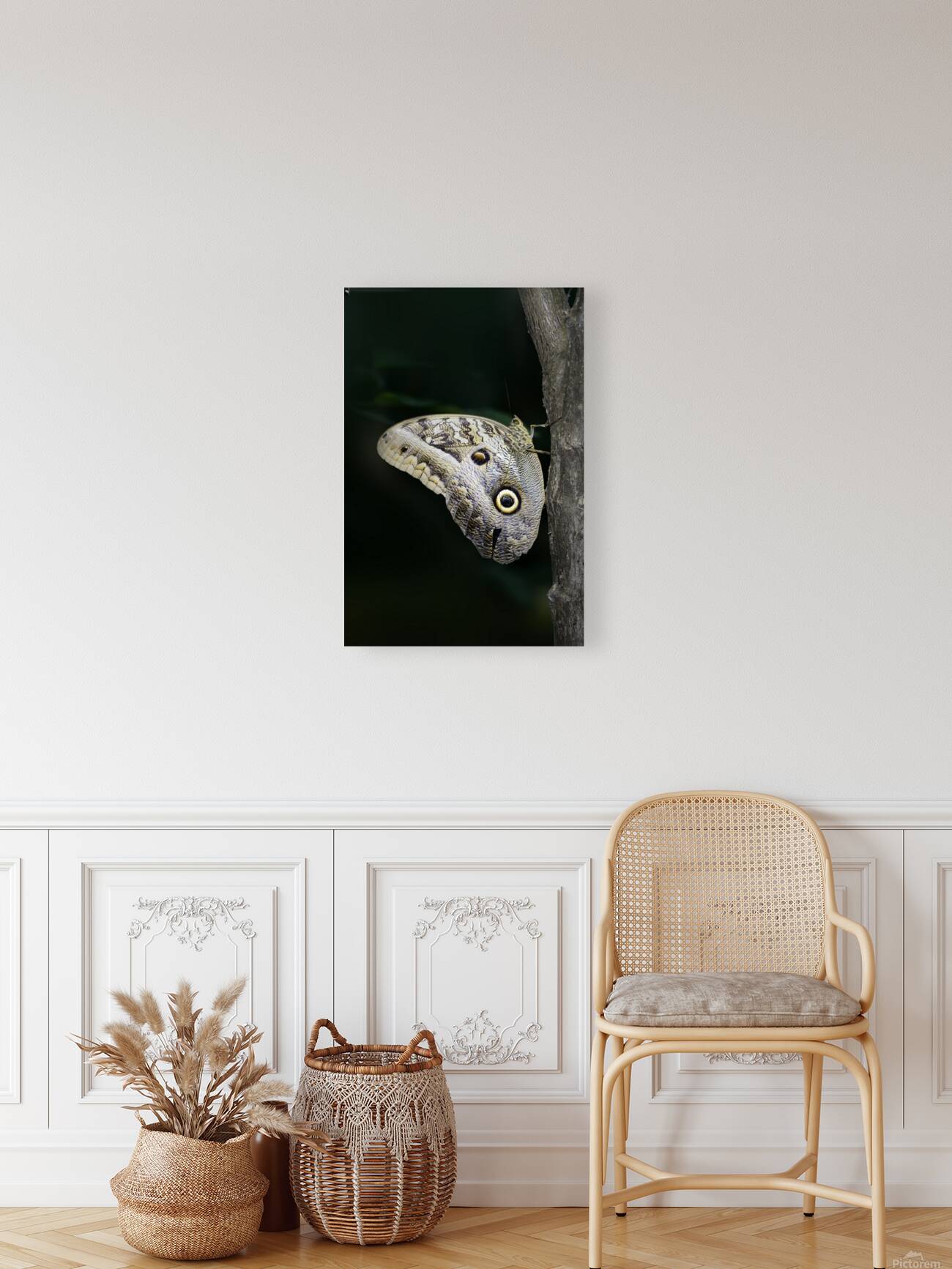 Owl butterfly Caligo idomeneus. Amazon. Ecuador Reproduction