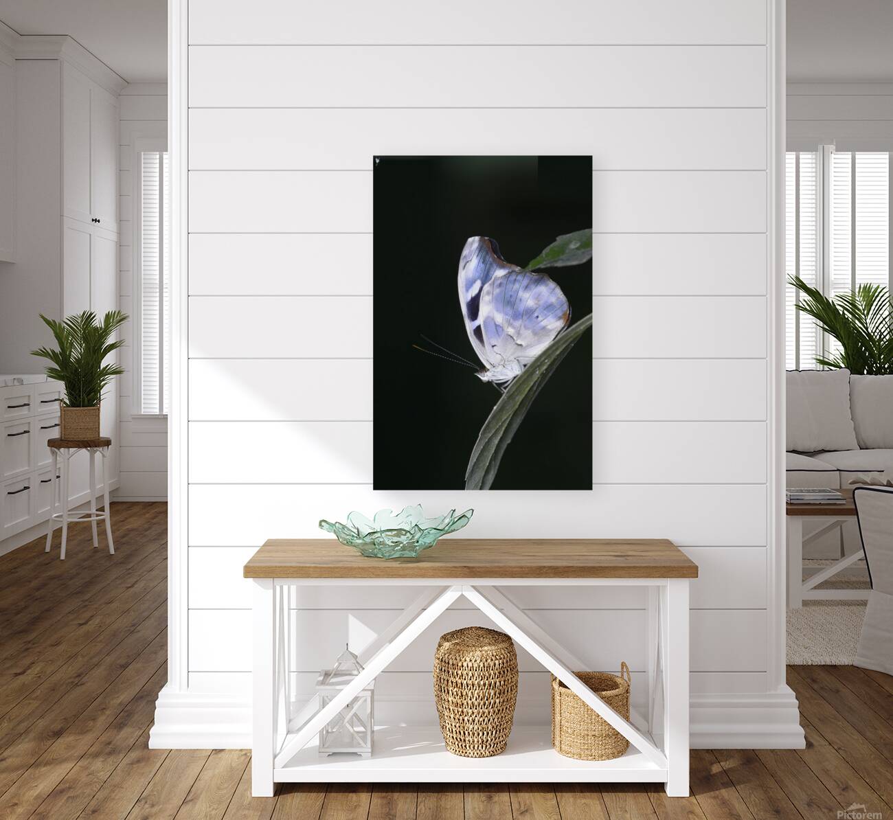 Butterfly at the La Selva Jungle Lodge butterfly farm Reproduction