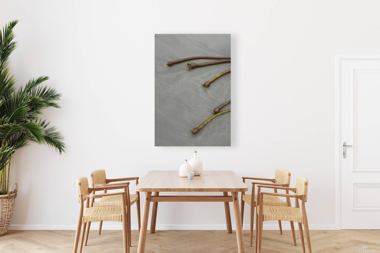 Bull kelp Florencia Beach Pacific Rim National Park Reproduction